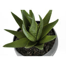 Monarch Home Decor Artificial Plants I 9587 IMAGE 7