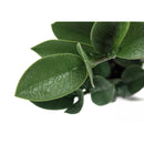 Monarch Home Decor Artificial Plants I 9500 IMAGE 4