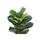 Monarch Home Decor Artificial Plants I 9505 IMAGE 5