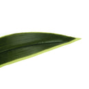 Monarch Home Decor Artificial Plants I 9542 IMAGE 4