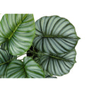 Monarch Home Decor Artificial Plants I 9577 IMAGE 4