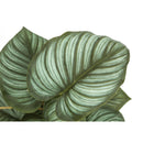 Monarch Home Decor Artificial Plants I 9583 IMAGE 4