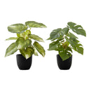 Monarch Home Decor Artificial Plants I 9584 IMAGE 2