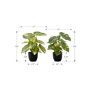 Monarch Home Decor Artificial Plants I 9584 IMAGE 7