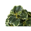 Monarch Home Decor Artificial Plants I 9585 IMAGE 4