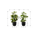 Monarch Home Decor Artificial Plants I 9585 IMAGE 6