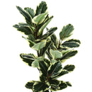 Monarch Home Decor Artificial Plants I 9544 IMAGE 2