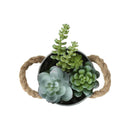  Monarch I 9361 2Pcs 7"H Succulent In 5" Metal Pot - Green/Brown/White IMAGE 1