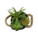  Monarch I 9361 2Pcs 7"H Succulent In 5" Metal Pot - Green/Brown/White IMAGE 5