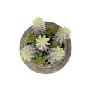  Monarch I 9364 2Pcs 8"H Succulent In 6" Cement Pot - Green/Brown IMAGE 4