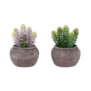 Monarch I 9364 2Pcs 8"H Succulent In 6" Cement Pot - Green/Brown IMAGE 5