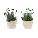  Monarch I 9365 2Pcs 9"H Succulent In 5" Cement Pot - Green/Beige IMAGE 4