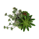  Monarch I 9365 2Pcs 9"H Succulent In 5" Cement Pot - Green/Beige IMAGE 5