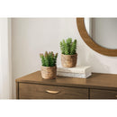  Monarch I 9367 2Pcs 7"H Succulent In 4" Cement Pot - Green/Brown IMAGE 2