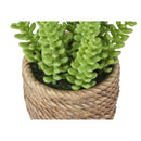  Monarch I 9367 2Pcs 7"H Succulent In 4" Cement Pot - Green/Brown IMAGE 3