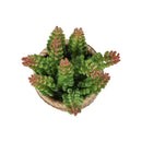  Monarch I 9367 2Pcs 7"H Succulent In 4" Cement Pot - Green/Brown IMAGE 4