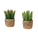  Monarch I 9367 2Pcs 7"H Succulent In 4" Cement Pot - Green/Brown IMAGE 5