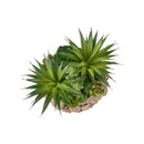  Monarch I 9369 2Pcs 9"H Succulent In 6" Woven Pot - Green/Brown IMAGE 1