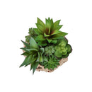  Monarch I 9369 2Pcs 9"H Succulent In 6" Woven Pot - Green/Brown IMAGE 4
