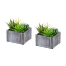  Monarch I 9370 2Pcs 8"H Succulent In 7"X 7" Wood Pot - Green/Brown/White IMAGE 1