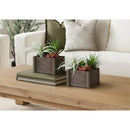  Monarch I 9371 2Pcs 10"H Succulent In 7"X7" Wood Pot - Green/Brown/White IMAGE 2
