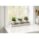  Monarch I 9373 3Pcs 6"H Succulent Beige Pot/ Wood Tray - Green/Natural IMAGE 2